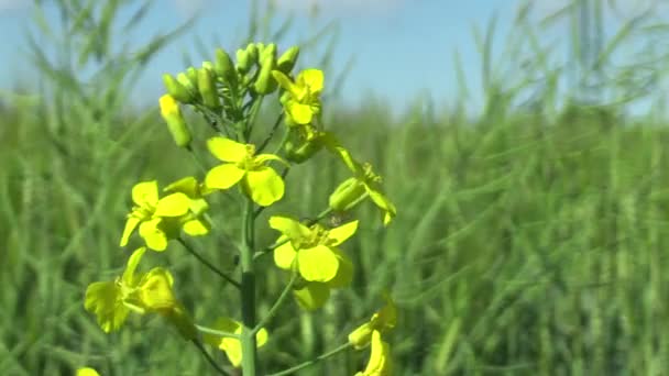 Bumblebee Bombus lapidarius polinização flor amarela de colza Brassica napus, importante para a produção agrícola, República Checa — Vídeo de Stock