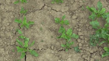 Pancar şekeri Beta vulgaris altissima ile çok kuraklık kuru alan arazi, toprak kadar kurutma kırık, iklim değişikliği, çevre afet ve dünya çatlaklar, bitkiler için ölüm