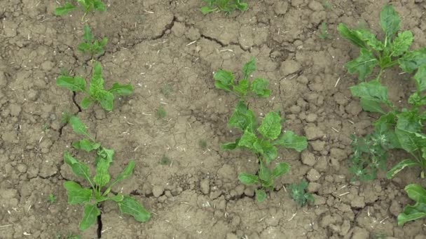Πολύ ξηρασία ξηρό χώρο γης με ζάχαρη τεύτλων Beta vulgaris altissima, αποξήρανση του εδάφους ραγισμένα, κλιματική αλλαγή, περιβαλλοντική καταστροφή και τη γη ρωγμές, θάνατος για τα φυτά — Αρχείο Βίντεο