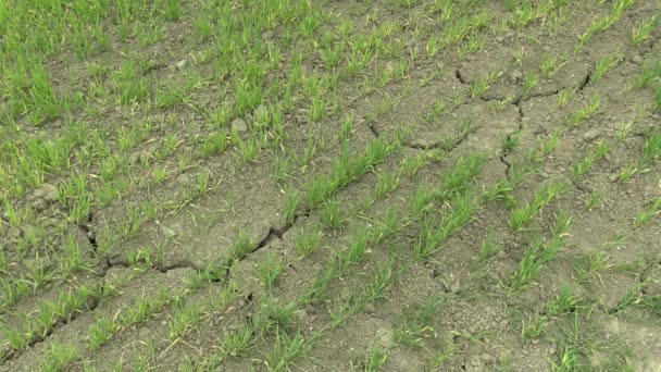 Mycket torka torr fältet mark med vete Triticum aestivum, torkning upp jorden knäckt, klimatförändringar, miljö katastrof och jorden sprickor, döden för växter och djur, nedbrytning — Stockvideo