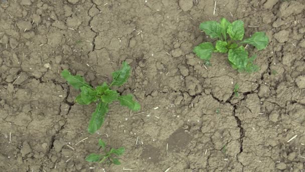 Zeer droogte droge veld land met bieten suiker Beta vulgaris altissima, opdrogen van de bodem gekraakt, klimaatverandering, milieu ramp en aarde scheuren, dood voor planten — Stockvideo