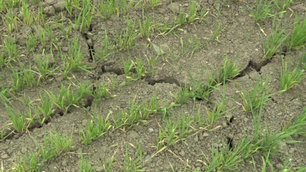 Πολύ ξηρασία ξηρό χώρο γης με σιτάρι Triticum aestivum, αποξήρανση του εδάφους ραγισμένα, κλιματική αλλαγή, η περιβαλλοντική καταστροφή και τη γη ρωγμές, θάνατος για τα φυτά και ζώα, υποβάθμιση — Αρχείο Βίντεο