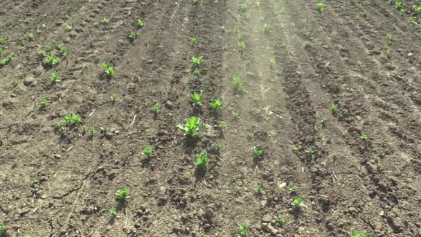 Sangat kering lahan kering dengan daun poppy Papaver somniferum, tanah kering dan angin bertiup butir-butir tanah, mengering retak, perubahan iklim, bencana lingkungan dan retak — Stok Video