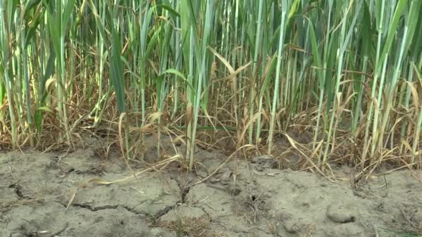 Очень засушливые сухие поля с пшеницей Triticum aestivum, высыхание трещин в почве, изменение климата, экологическая катастрофа и трещины в земле, смерть растений и животных, деградация — стоковое видео