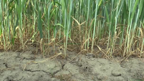 Terrain sec très sec avec blé Triticum aestivum, assèchement du sol fissuré, changement climatique, catastrophe environnementale et fissures de la terre, mort des plantes et des animaux, dégradation 