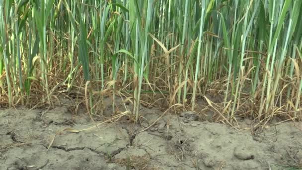 Terreno de campo seco muito seco com trigo Triticum aestivum, secagem do solo rachado, mudança climática, desastre ambiental e rachaduras de terra, morte de plantas e animais, degradação — Vídeo de Stock