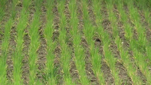 Очень засушливые сухие поля с пшеницей Triticum aestivum, высыхание трещин в почве, изменение климата, экологическая катастрофа и трещины в земле, смерть растений и животных, деградация — стоковое видео