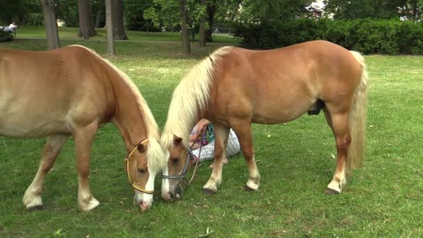 Olomouc, Republika Czeska, 15 maja 2018: Hafling lub haflinger koń rasy małe konie pochodzące z Apl Tyrolu, w Austrii i we Włoszech, koni rekreacyjnych dla dzieci i Ujeżdżeniu — Wideo stockowe