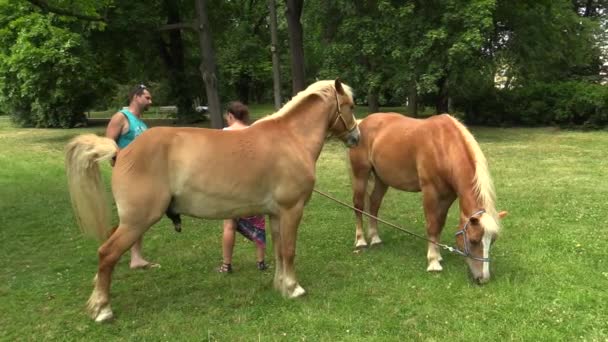 Όλομουτς, Τσεχική Δημοκρατία, 15 Μαΐου 2018: Hafling ή haflinger η φυλή της μικρά άλογα κατάγονται από τιρολέζικες Apl στην Αυστρία, άλογο ούρα και ούρηση, αναψυχής άλογο για παιδιά και εκγύμναση — Αρχείο Βίντεο