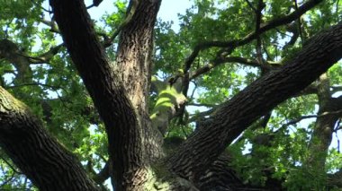 Çek Kral Vaclav III burada uyudum ve ağaç olacağına karar adlı meşe Kral, Quercus robur yaz meşe, 500 yıllık bir unutulmaz ağaç bir efsaneye göre korunan, Europe