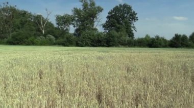 Çok kuraklık kuru alan Kara Buğday Triticum soğanı olgunlaşmamış kulakları ve yaprak ve toprak, kurutma, kaynaklanıyor ile iklim değişikliği, afet ve dünya çatlaklar, bitki ve toprak bozulması için ölüm