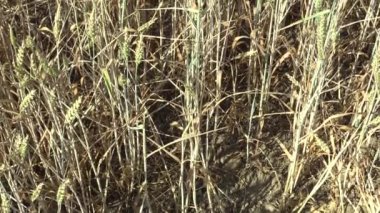 Çok kuraklık kuru alan Kara Buğday Triticum soğanı olgunlaşmamış kulakları ve yaprak ve toprak, kurutma, kaynaklanıyor ile iklim değişikliği, çevre afet ve dünya çatlaklar, bitkiler ve hayvanlar için ölüm