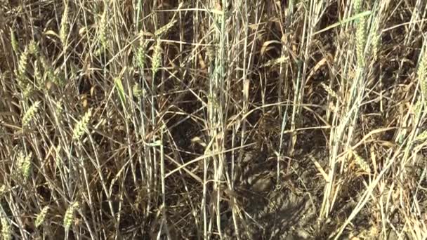 非常に干ばつドライ フィールド土地コムギ コムギにおいて未熟な耳と葉と茎 土を乾燥気候変動 環境災害と地球亀裂 植物や動物の死 — ストック動画