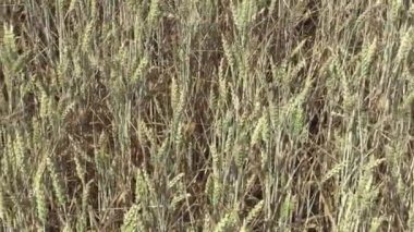 Çok kuraklık kuru alan Kara Buğday Triticum soğanı olgunlaşmamış kulakları ve yaprak ve toprak, kurutma, kaynaklanıyor ile iklim değişikliği, afet ve dünya çatlaklar, bitki ve toprak bozulması için ölüm