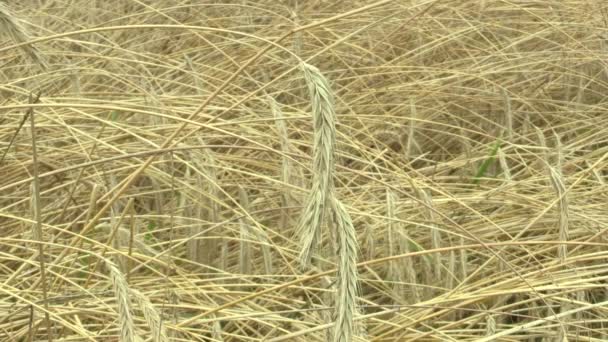 Pole žita Secale cereale bio zlaté ucho a třída, ve velké míře pěstuje jako obilí, krásné Hana krajina krajiny, zastřelil v detailu, Česká republika — Stock video
