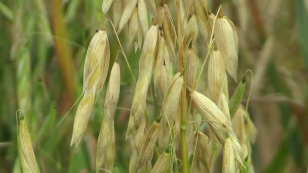 Mezők zab Avena sativa bio arany, széles körben termesztett, mint a gabona, lövés, részlet, állati takarmány, élelmiszer, az egészséges táplálkozás, mint például a zabpehely, a botok és a cefre. Lovak a legtöbb élelmiszer, tápanyagban gazdag — Stock videók