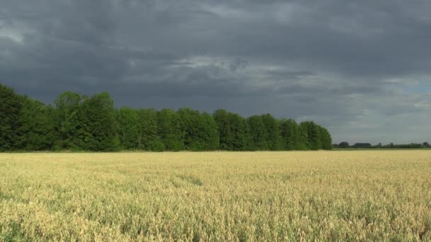 田间有燕麦阿韦纳的生物金, 广泛生长为谷物, 美丽的乡村景观, 拍摄细节, 牲畜饲料, 风暴云和绿树在景观, 营养丰富的食物 — 图库视频影像