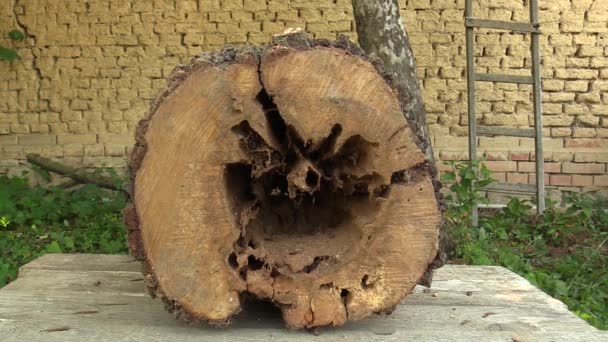 Pear Pyrus communis attacked by wood-destroying insects, tree cut trunk very attacked woodworm by larvae eg goat moth Cossus cossus caterpillar and others, danger of injury, white satin moth — Stock Video