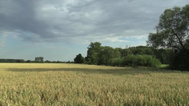 Fields with oat Avena sativa bio gold, grown extensively as grain, beautiful Hana Landscape Of Countryside, shot detail, livestock feed, storm clouds and green trees in landscape, nutrient rich food — Stock Video