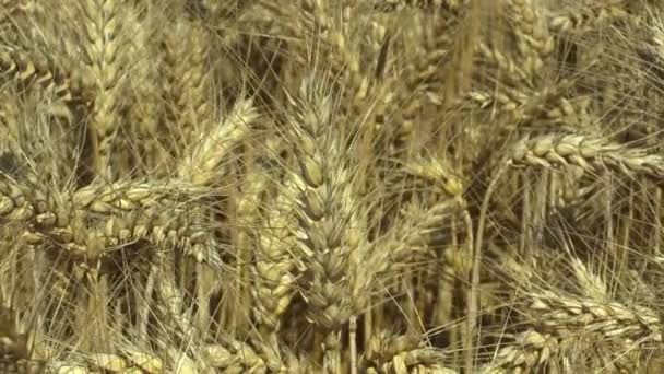 Felder mit Weizen Triticum Durum Bio Gold reifen Ähren und Klasse, Nudeln oder Makkaroni-Weizen, extensiv als Getreideernte Detail angebaut, Viehfutter, Lebensmittel für eine gesunde Ernährung, wie Nudeln, Grieß — Stockvideo