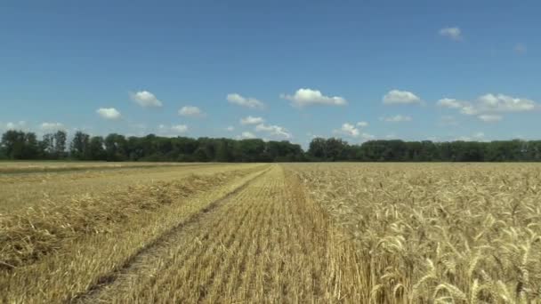 Τα πεδία με σιτάρι Triticum durum ώριμη βιο χρυσό αυτί και τάξη, ζυμαρικά ή μακαρόνια σίτου, καλλιεργείται εκτενώς ως λεπτομέρεια συγκομιδής κόκκους, μπλε ουρανός με σύννεφα και πράσινα δέντρα, στήλη καλώδια υψηλής τάσης — Αρχείο Βίντεο