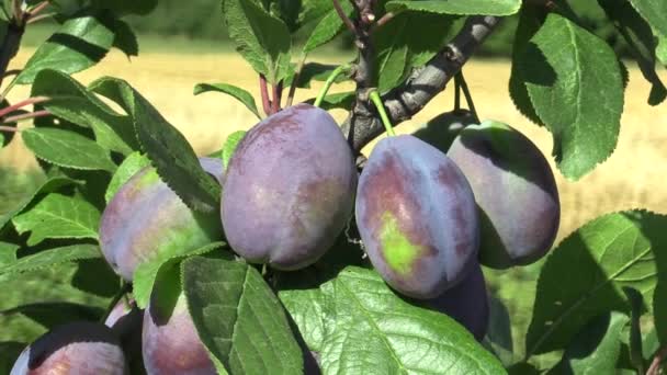 Ciruela Prunus domestica, variedad Jojo, huerto de árboles casero, frutas maduras y detalles inmaduros, viento en ramas y hojas jardín, hermoso paisaje, frutas son para slivovitz ciruela licor alcohólico — Vídeo de stock