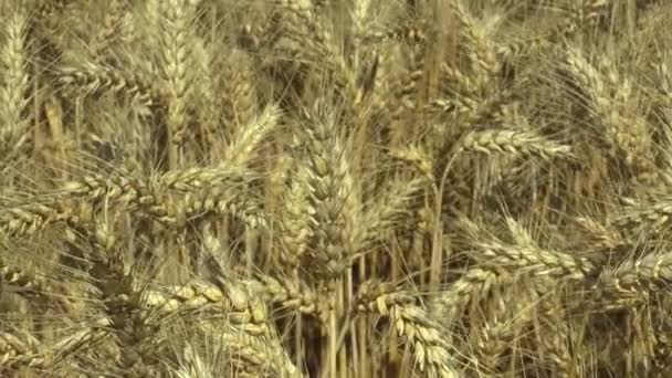 Fields with wheat Triticum durum bio gold mature ear and class, pasta or macaroni wheat, grown extensively as grain harvest detail, livestock feed, food for healthy eating, such as pasta, semolina — Stock Video