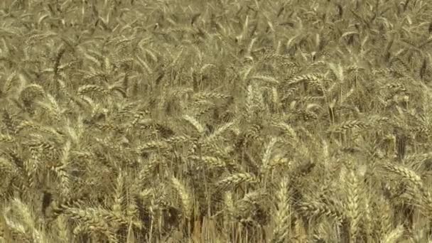 Alanları buğday Triticum durum biyo altın olgun kulak ve yaygın olarak yetiştirilen tahıl hasat ayrıntı olarak, sınıf, makarna veya makarna buğday hayvancılık yem, Gıda için sağlıklı beslenme, makarna gibi irmik — Stok video