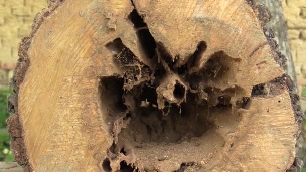 Peer Pyrus communis aangevallen door hout-vernietigende insecten, boom gesneden kofferbak zeer aangevallen woodworm door larven BV geit nachtvlinder Cossus cossus caterpillar e.a., gevaar voor letsel, wit satijn nachtvlinder — Stockvideo