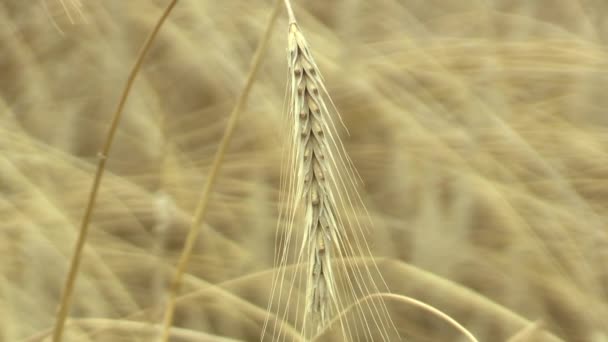 Champs de seigle Secale céréale d'or bio oreille et classe, cultivé abondamment comme grain, beau paysage de Hana de campagne, tourné en détail, la République tchèque — Video