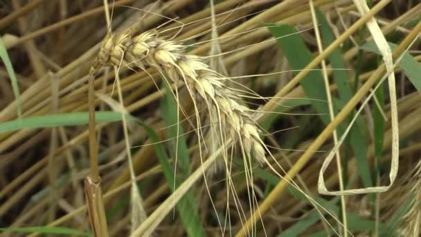 Velden met tarwe Triticum durum bio gouden volwassen oor en klasse, pasta of macaroni-tarwe, uitgebreid gegroeid als graan oogst detail, vee feed, voedsel voor gezond eten, zoals pasta, griesmeel — Stockvideo