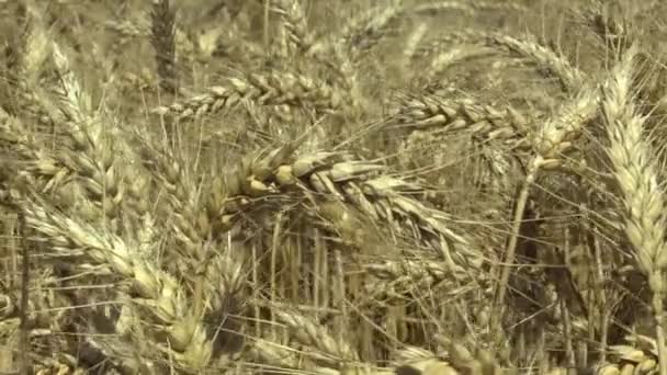 Pole pšenice Triticum durum bio zlatá zralých ucho a třídy, těstoviny nebo makarony pšenice, pěstují extenzivně jako detail sklizeň obilí, krmiva pro dobytek, potraviny pro zdravé stravování, jako jsou těstoviny, semolinové — Stock video