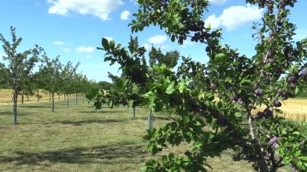 Švestky Prunus domestica, odrůdy Jojo, sad domácí, plody dozrávají, modrá obloha s mraky a vítr v větví a listí zahradní, krásné krajině Hana, plody jsou pro tradiční slivovice — Stock video