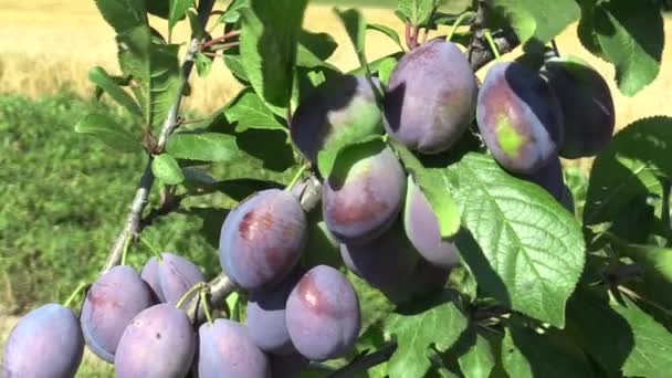 Plum Prunus domestica, variety Jojo, tree orchard homegrown, fruits ripen and unripe detail, wind in branches and leaves garden, beautiful landscape, fruits are for slivovitz plum liquor alcoholic — Stock Video