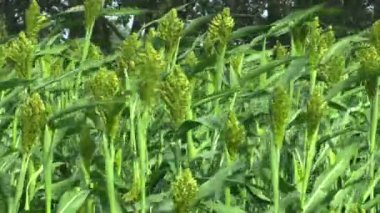 Sorgum sorgum bicolor biyo tahıl bitkileri, bir tarımsal bitki yeşil, besleme ve tahıl unu üretim olarak yetiştirilen ve teknik amaçlı, sorgum tahıl alanında gluten içeren değil