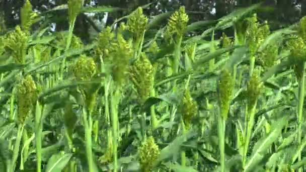 Sorgho Sorgho bicolore bio dans le domaine des cultures céréalières, une plante agricole verte, cultivée comme production de farine de céréales et à des fins alimentaires et techniques, les grains de sorgho ne contiennent pas de gluten 