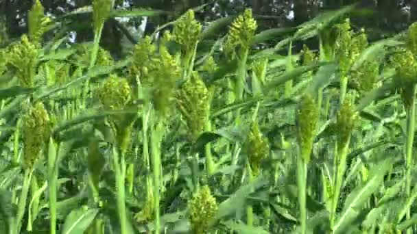 Sorghum Sorghum Bicolor Bio Fältet Sädesslag Lantbruks Grön Odlas Som — Stockvideo