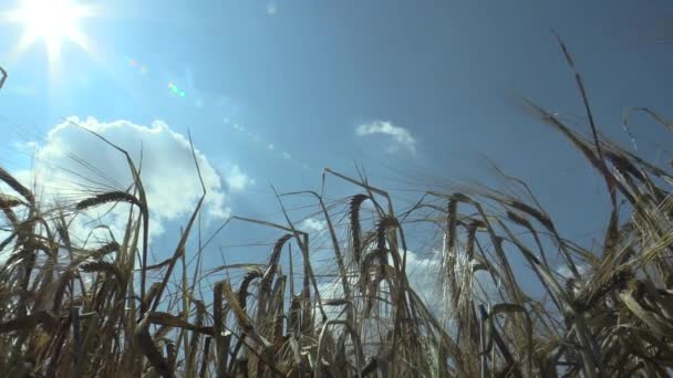 Velden met gerst Hordeum vulgare oudere bio goud detail oor en klasse, zonsondergang en stralen blauwe hemel, uitgebreid gegroeid als graanoogst, productie van mout en dan bier, veevoer en voedsel — Stockvideo