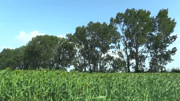 Sorgho bicolore bio dans le domaine des cultures céréalières, une plante agricole verte, cultivée comme production de farine de céréales et à des fins alimentaires et techniques, beaucoup de culture en Inde, au Tchad ou au Soudan — Video
