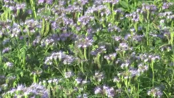 Blue tansy or lacy Phacelia tanacetifolia farmed crops grown as fodder, green fertilizer and honeybee plant, used as a catch crop, suppress weeds and improve soil quality — Stock Video