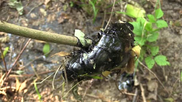 L'ancienne décharge déchets toxiques, goudron d'asphalte détail raffiné synthétique, matières toxiques à travers la branche, les effets de la nature de la contamination du sol et de l'eau avec des produits chimiques et du pétrole, catastrophe environnementale — Video