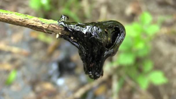 The former dump toxic waste, detail asphalt tar refined synthetic, poisonous matter through the branch, effects nature from contamination soil and water with chemicals and oil, environment disaster — Stock Video