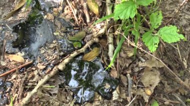 Eski döküm zehirli atık, asfalt tar rafine sentetik ve detay, etkileri doğa yeşilden kirlenmiş toprak ve su kimyasal maddeler ve petrol, çevre felaketi, çevre kirliliği ile