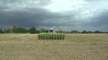 Olomouc, Çek Cumhuriyeti, 14 Ağustos 2018: hasat inekler, tarım Claas yem hasat Jaguar 870, özel Zetor traktör artı römork bir sığır beslemeleri çiftliği olarak silaj Mısır sahada
