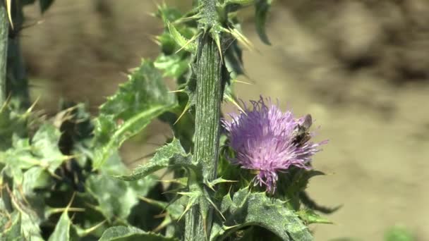 Pflanzenmilch-Distel Silybum marianum oder Cardus marianus Heilkraut, das in der pharmazeutischen und Volksheilungs- und Tinktur-Industrie verwendet wird, enthält eine Vielzahl von Vitaminen Wespeninsekt bestäubt eine Blume — Stockvideo