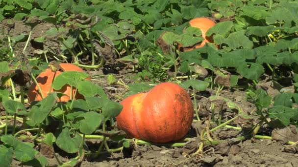 Feld mit Bio-Kürbis cucurbita pepo Biopflanzen vor der Ernte, Orangenkürbisse Landwirtschaft und Landwirtschaft, natürliches Gemüse und ausgezeichnete Sorten, angebaute Orangenkugel Europa — Stockvideo