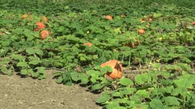 Organik kabak Cucurbita pepo biyo bitkileri hasat, turuncu su kabakları tarım ve tarım, doğal sebze ve mükemmel çeşitleri, önce alanıyla ekili turuncu topu Europe