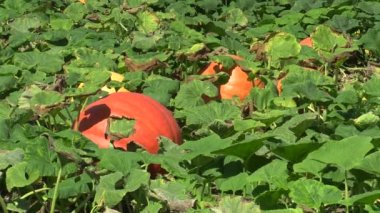 Bitki sürünen turuncu topu, ekili alanı ile organik kabak Cucurbita pepo biyo bitkileri hasat, turuncu su kabakları tarım ve tarım, doğal sebze ve mükemmel çeşitleri, önce