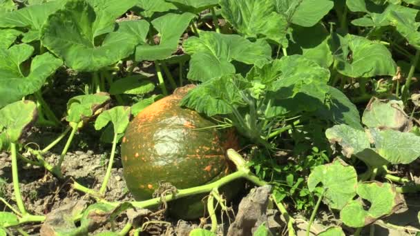 Поле с органической тыквой Cucurbita pepo bio культур незрелых, оранжевые тыквы сельского хозяйства и сельского хозяйства, натуральные овощи и отличные сорта, культивируемые оранжевый шар, ползучий завод — стоковое видео