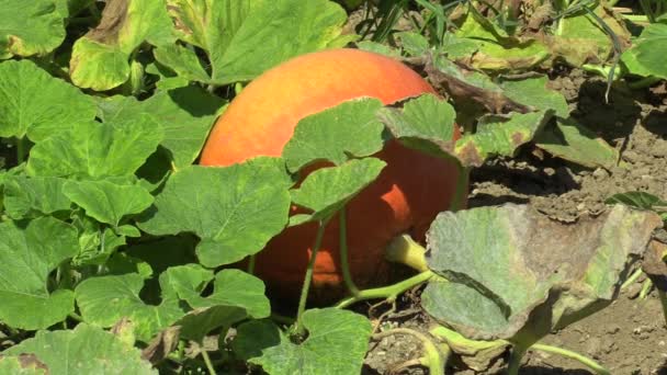 Field with organic pumpkin Cucurbita pepo bio crops before harvesting, orange gourds agriculture and farming, natural vegetables and excellent varieties, cultivated orange ball, mold on leaves — Stock Video